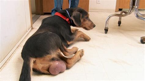 dogs balls turning black|epididymitis in dogs causes.